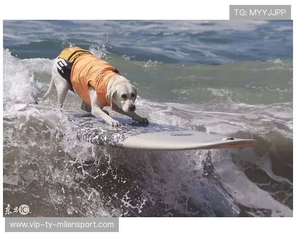 桨板公开赛选手夜间冲浪录视频火爆社交媒体